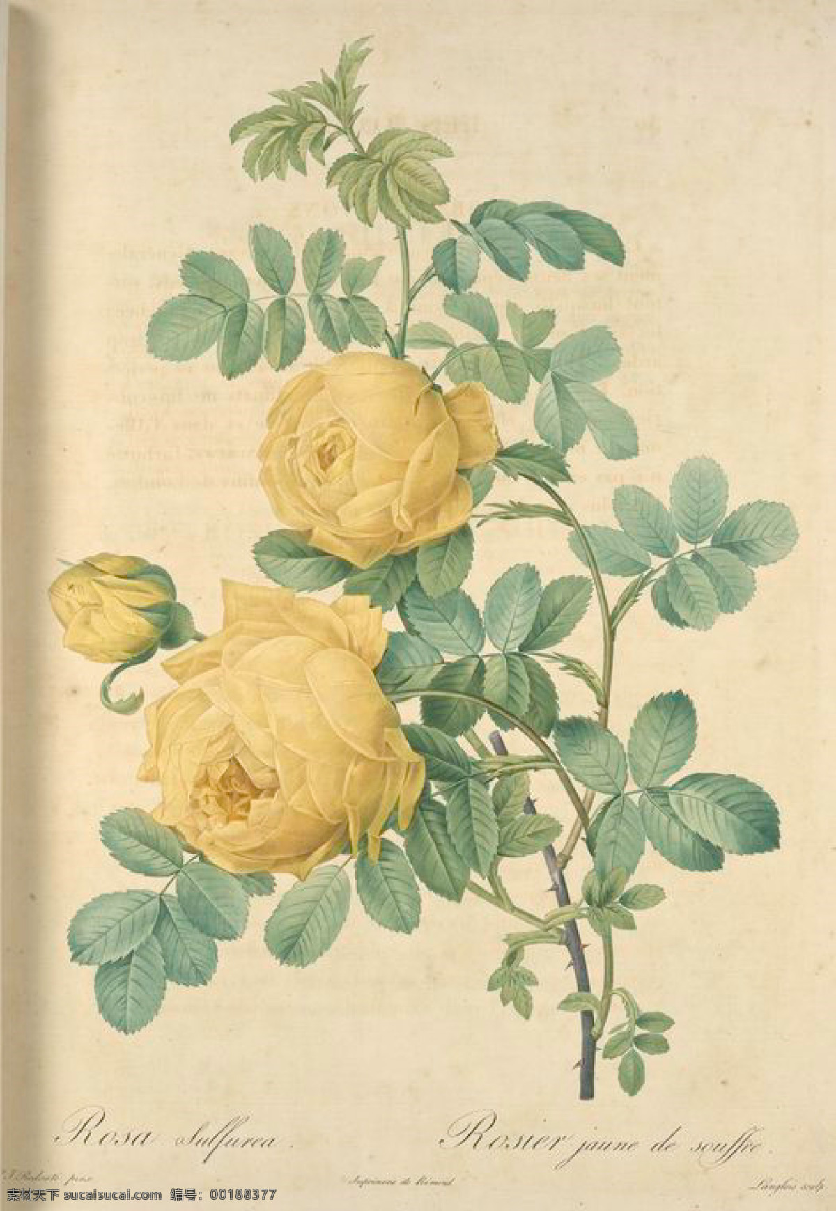 1982 复古 油画 黄色 花卉 花 玫瑰 手绘 艺术名画 植物图 文化艺术