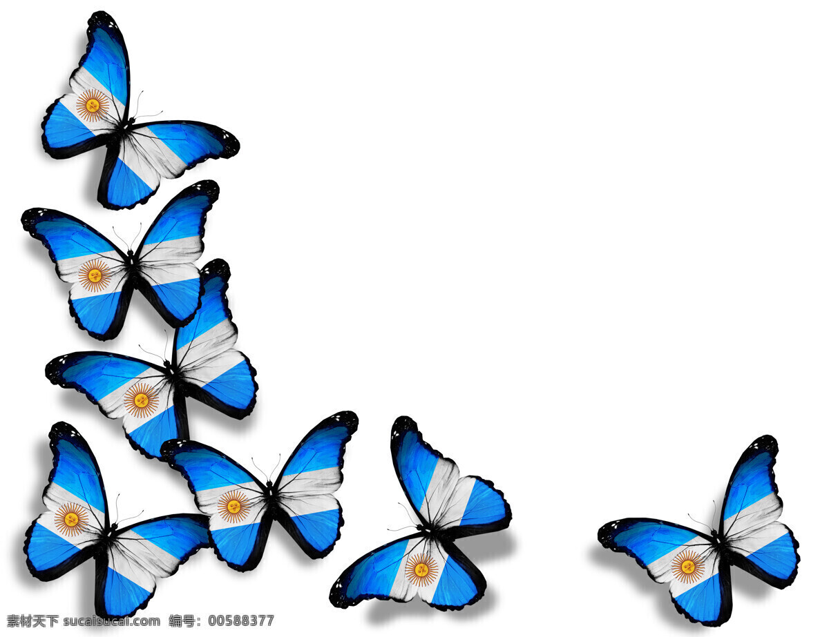 阿根廷 国旗 蝴蝶 阿根廷国旗 美丽蝴蝶 漂亮蝴蝶 昆虫动物 国旗图片 生活百科