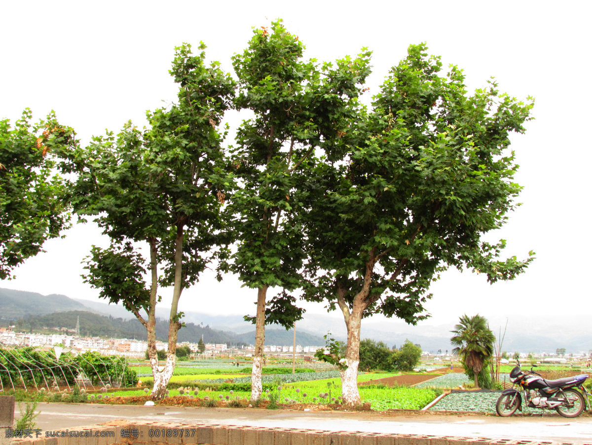 梧桐 梧桐树 树 绿树 园林 绿化 田野 道路 生物世界 树木树叶 白色