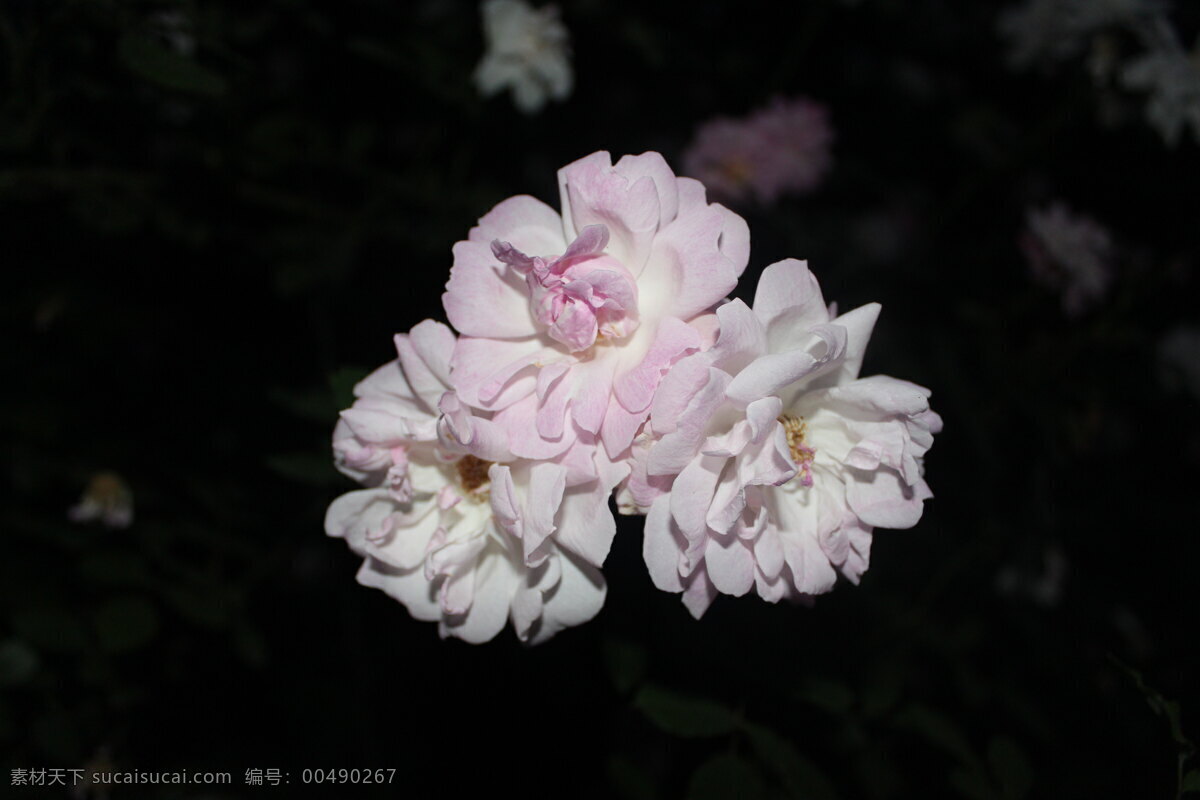 花 花草 花卉摄影 花卉素材 生物世界 月季 月季花 春季花卉 草本花卉 夜色花卉 景观花卉 psd源文件