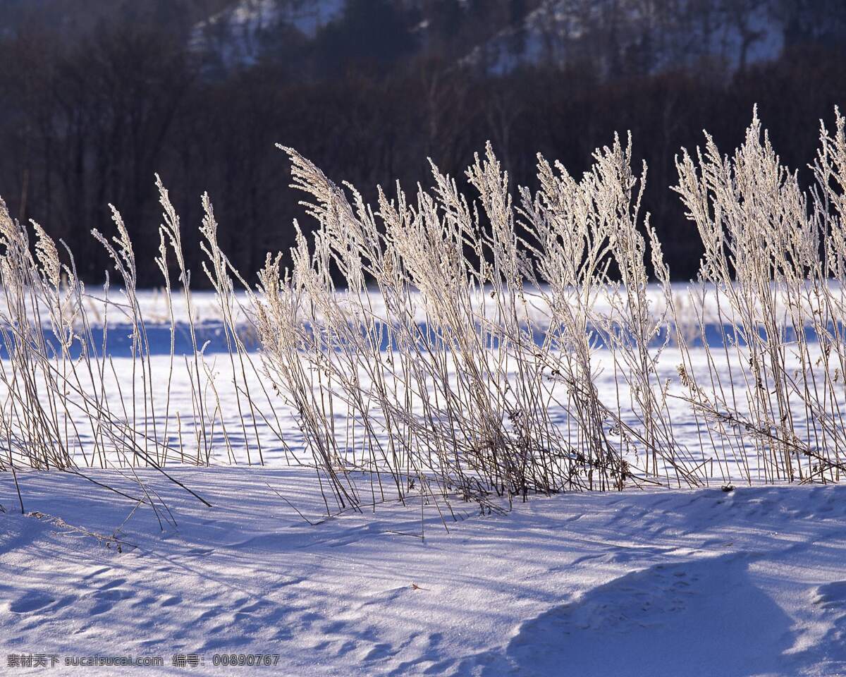 冬季 冰原 上 芦苇 冬季的芦苇 芦苇荡 野草 野外 荒郊野外 自然景观 自然风景