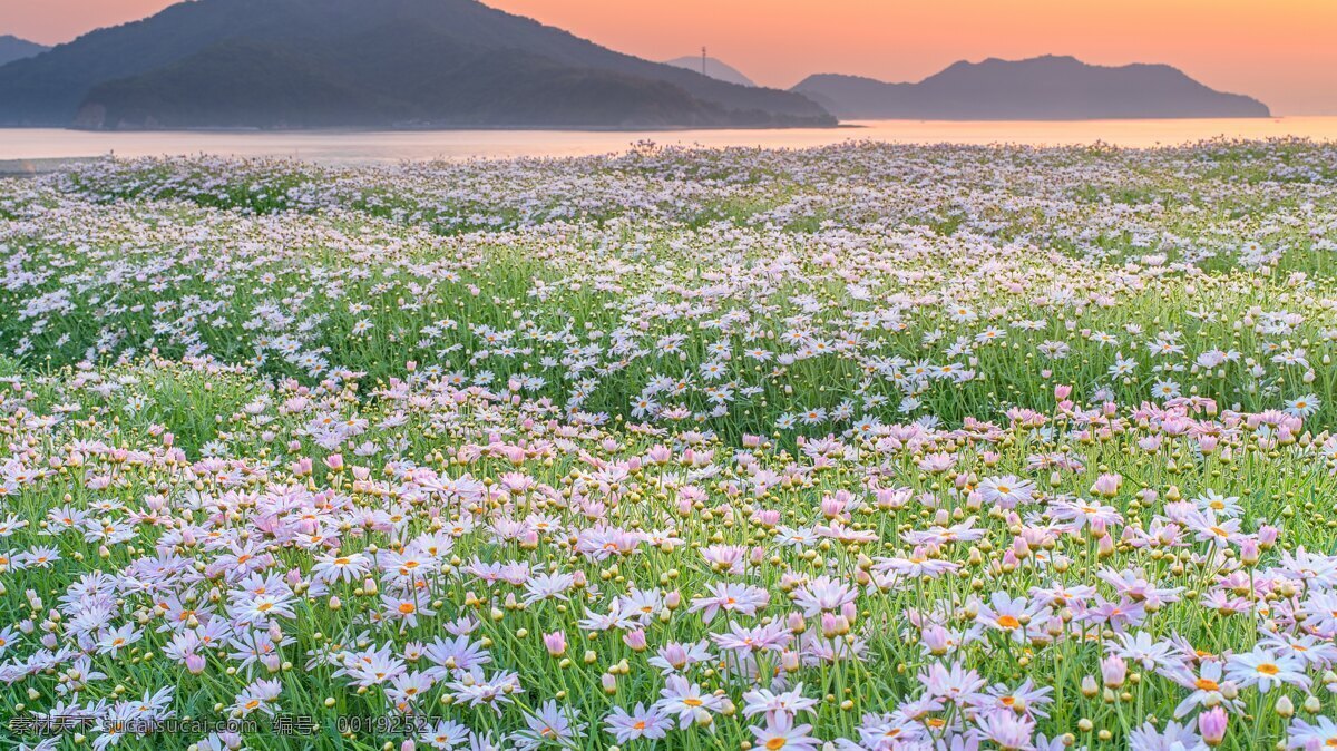 大自然 风景 花朵 自然风景 自然景观 大自然风光 自然风景壁纸 自然风光 风景素材 风景壁纸 风景图片 唯美图片 唯美素材 唯美壁纸 创意图片 创意素材 浪漫图片素材 温馨图片素材 花 花图片素材 花朵素材 花朵壁纸 花朵图片 花瓣 花瓣图片 花瓣素材 花瓣壁纸 花瓣图片素材 植物 景观