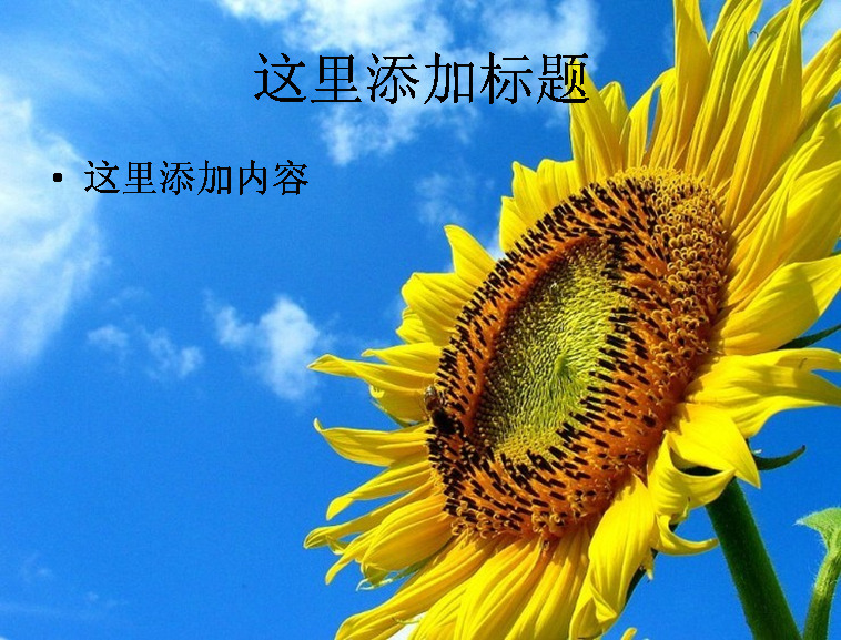 电脑 高清 封面 蓝天 下 向日葵 美景 ppt封面 背景图片 自然风景 模板