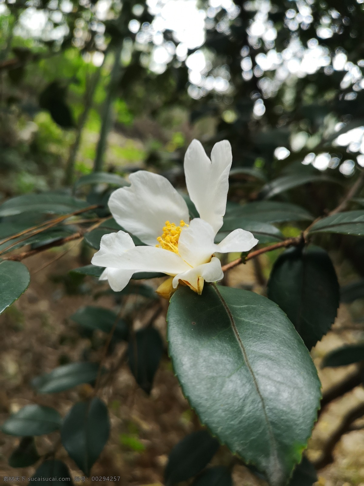 山茶花 背景 绿色 白色 花朵 自然 茶