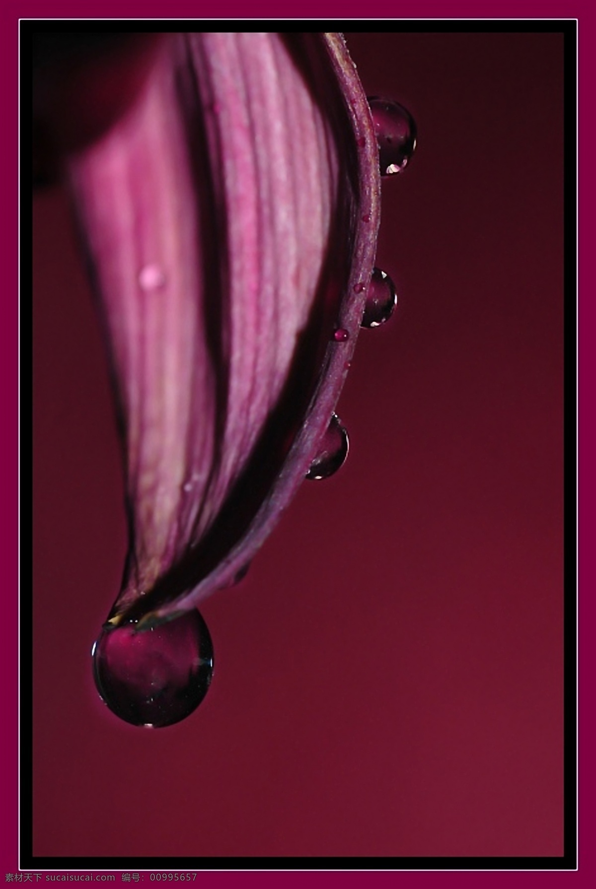 露水 花 高清背景 红色 露水之花