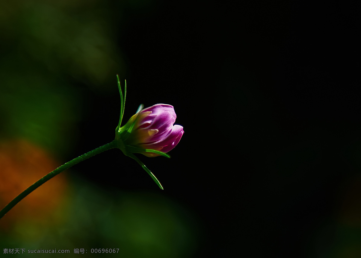 清丽格桑花