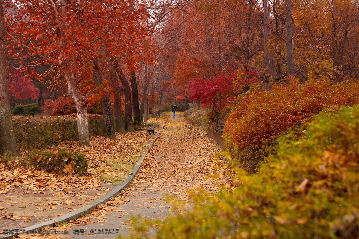 枫林 香山枫叶 通化枫叶 深秋 红叶 枫叶背景 血红 秋季 树叶 树木 叶子 晚秋 红色枫叶 黄色枫叶 灯 植物 元素 秋天 花卉 草木 秋天背景 植物树木 红色 庭院 黄色 生命力 秋意 园林 公园 彩色 鲜艳 星级 铺满 多彩 枫叶红林 园艺 插花 花艺 小道 叶片 生物世界 树木树叶