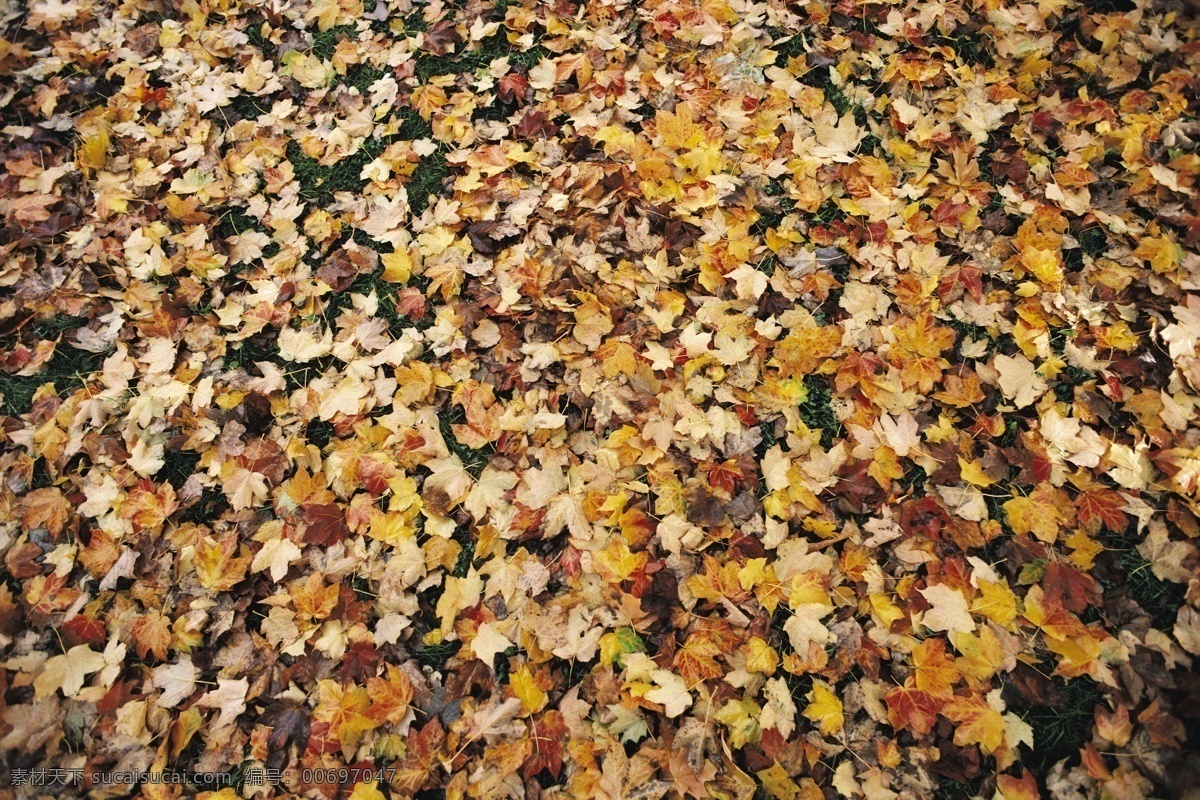 地上 落叶 秋天 秋季 黄叶 枫叶 树叶 叶子 美景 美丽风景 摄影图 高清图片 花草树木 生物世界