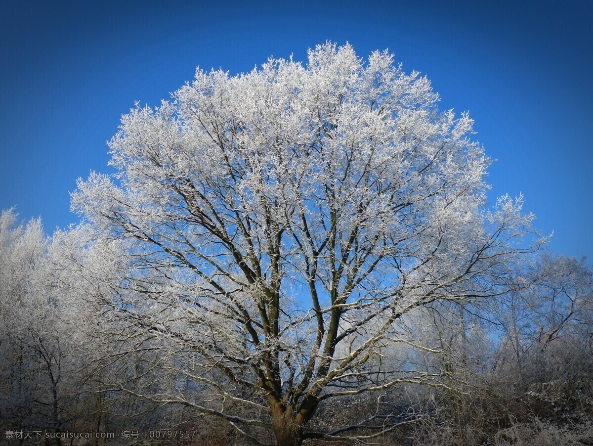 雾凇奇观 冰雪景观 冰挂 树挂 北国风光 自然景观