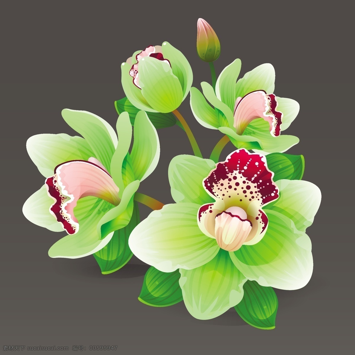 精致的兰花 植物 手绘 兰花 精致 唯美 绿色