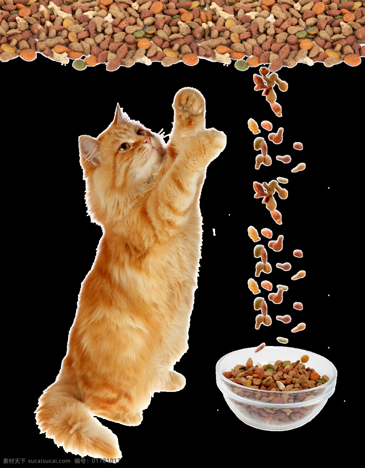猫粮 猫 透明图层 宠物 抠图