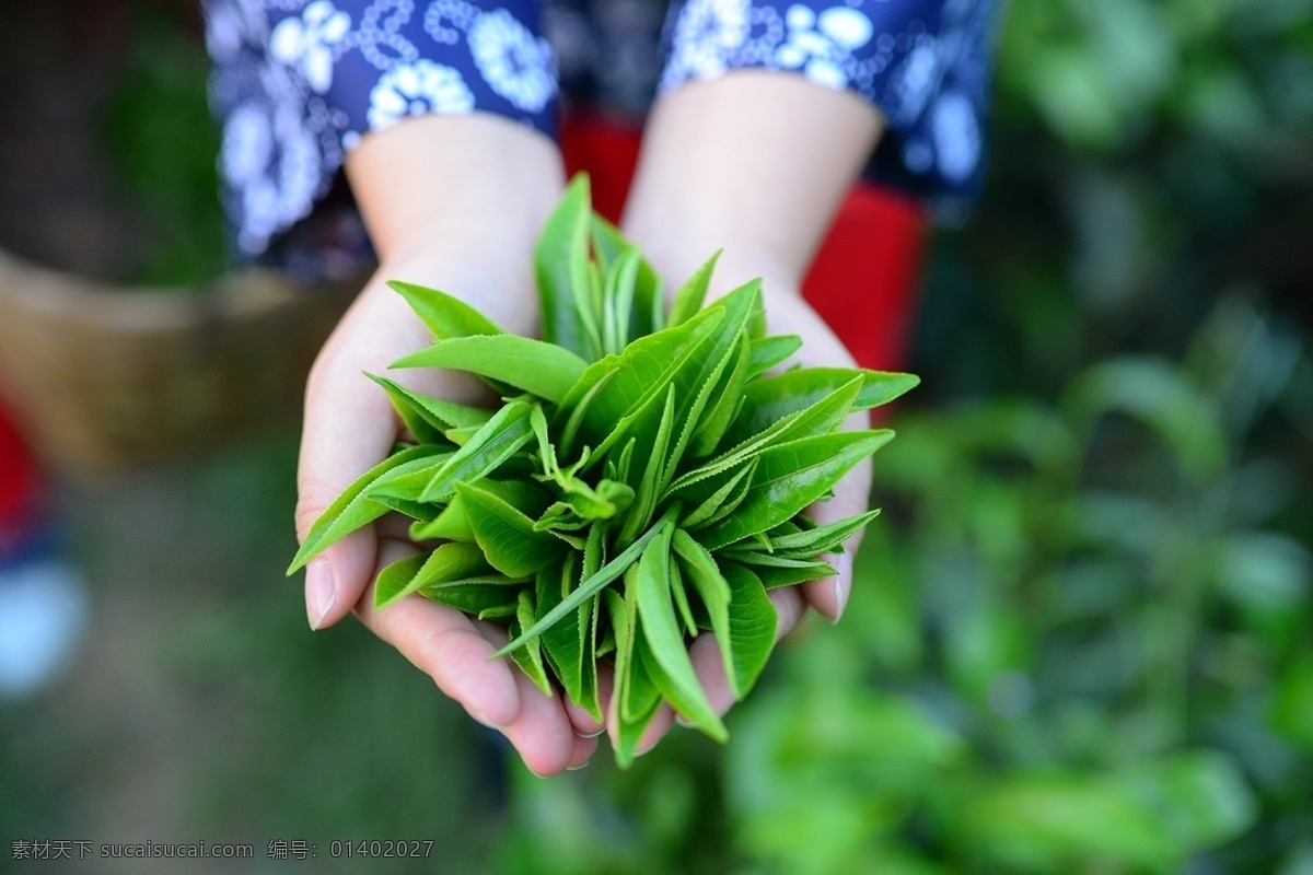 一捧秋茶 茶叶 秋茶 茶 采茶女 茶园 海报 摄影图片 生活百科 生活素材