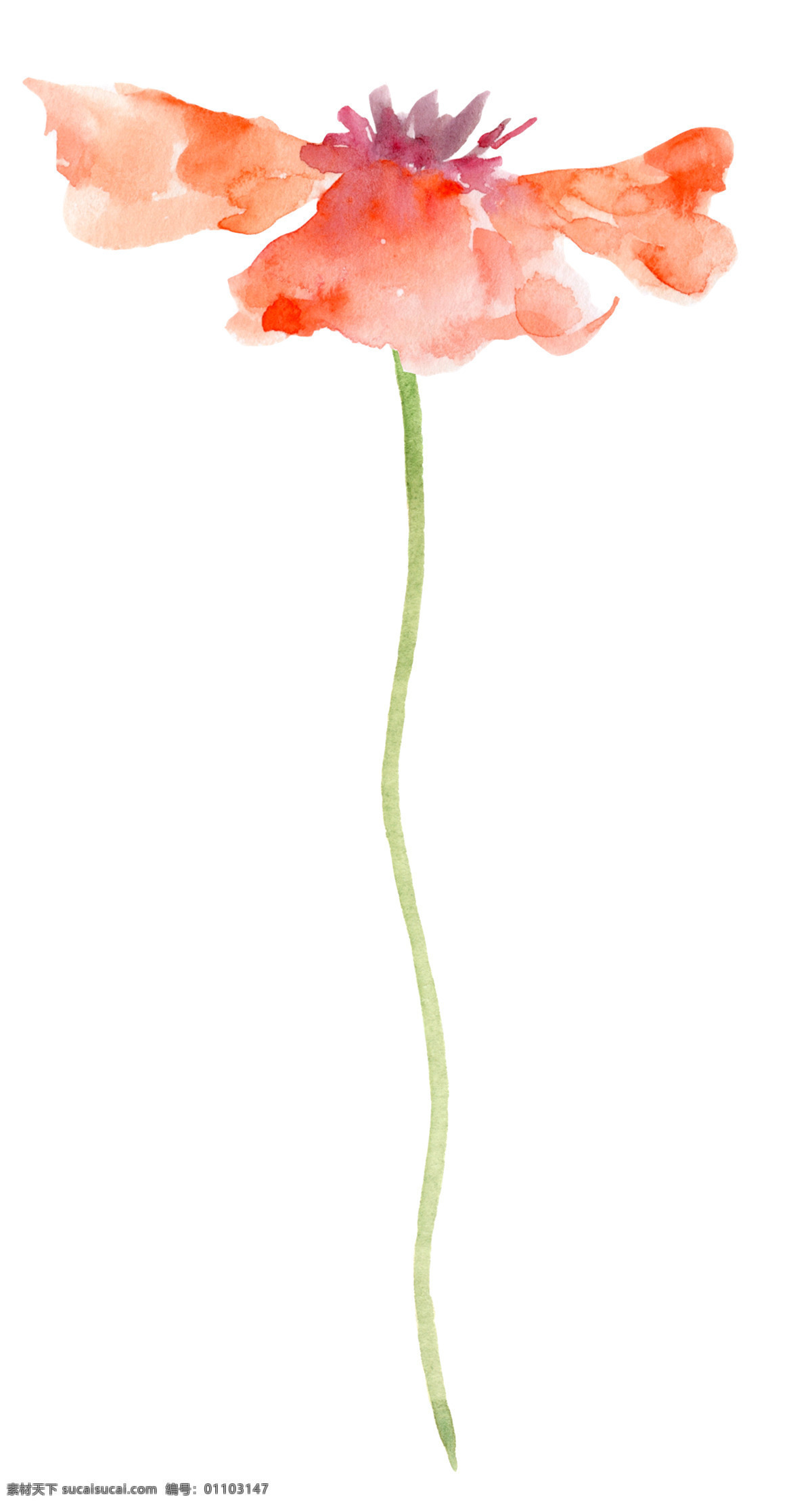 直立 美丽 花朵 红色 简约 幽香 清新 淡雅