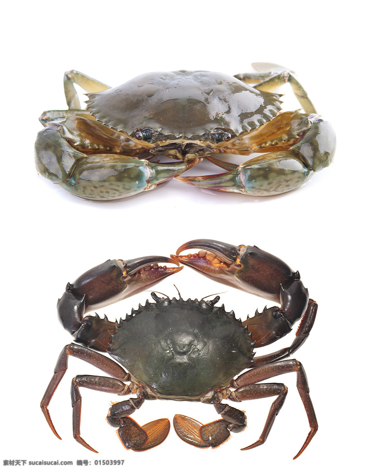 螃蟹 海蟹 食材 花蟹 海鲜 海产品 海洋生物 节肢动物 食物原料 餐饮美食