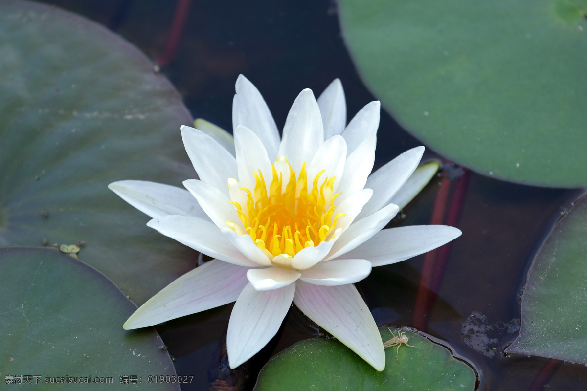 盛开的白睡莲 植物 花朵 花卉 观赏 美丽 花儿 荷花 睡莲 莲花 生物世界 花草