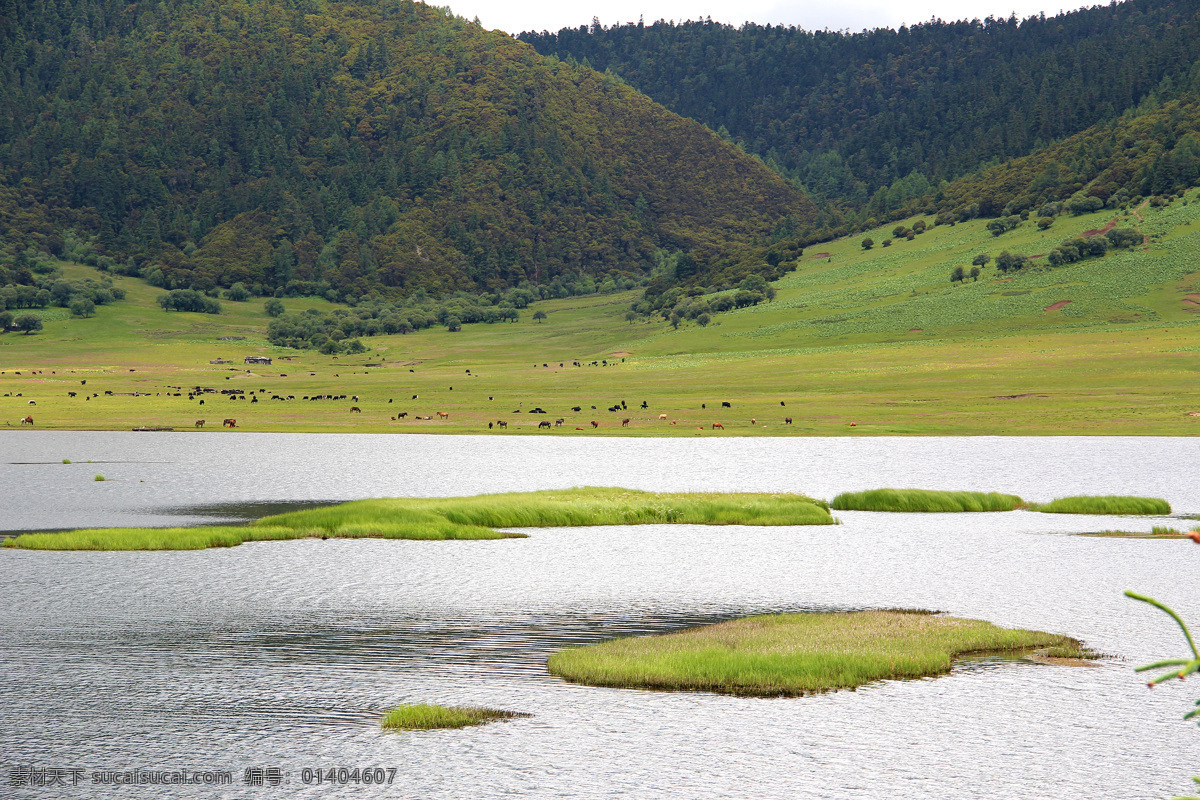 属 都 湖畔 悠闲 动物 属都湖 山水 草原 香格里拉 草甸 国家公园 田园风光 自然景观