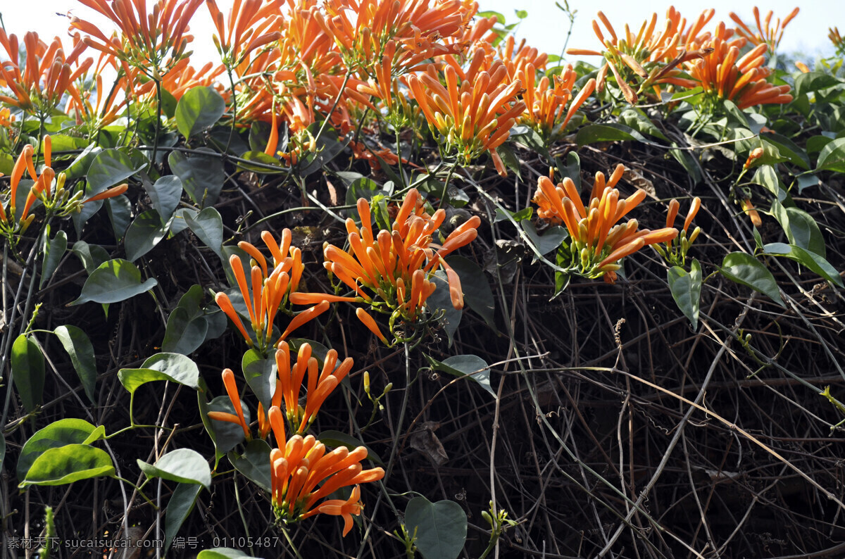 房顶 上 鞭炮 花 鞭炮花 花草 花卉 生物世界 园林 植物 节日素材 2015羊年