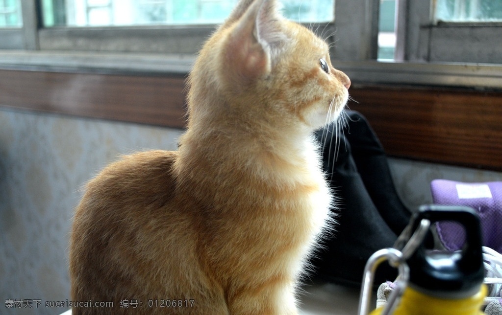 仰望 猫猫 特写 喵星人 猫大人 生物世界 家禽家畜