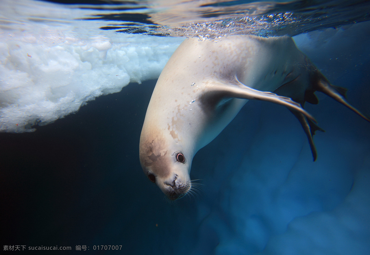 食蟹海豹 海豹 海洋 海洋生物摄影 海洋生物 生物世界