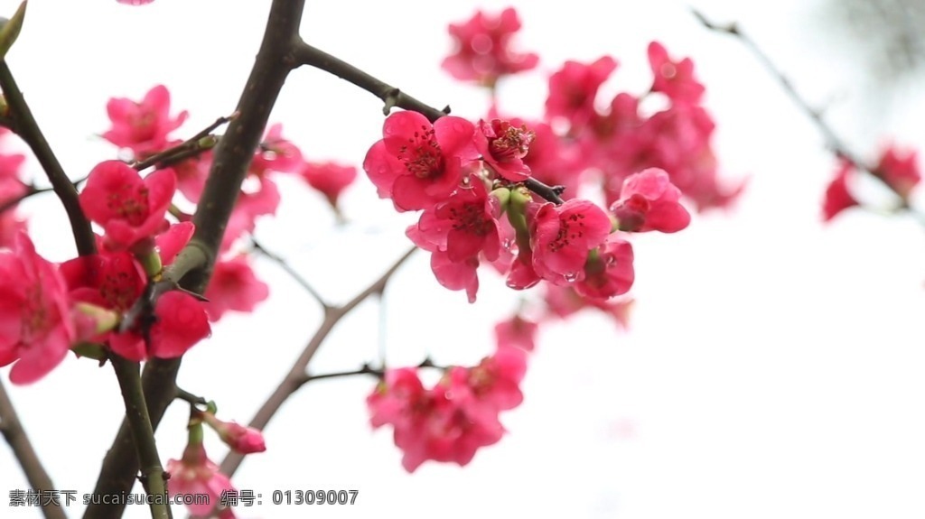 梅花视频素材 高清视频素材 视频素材 动态视频素材 梅花 红色 艳丽