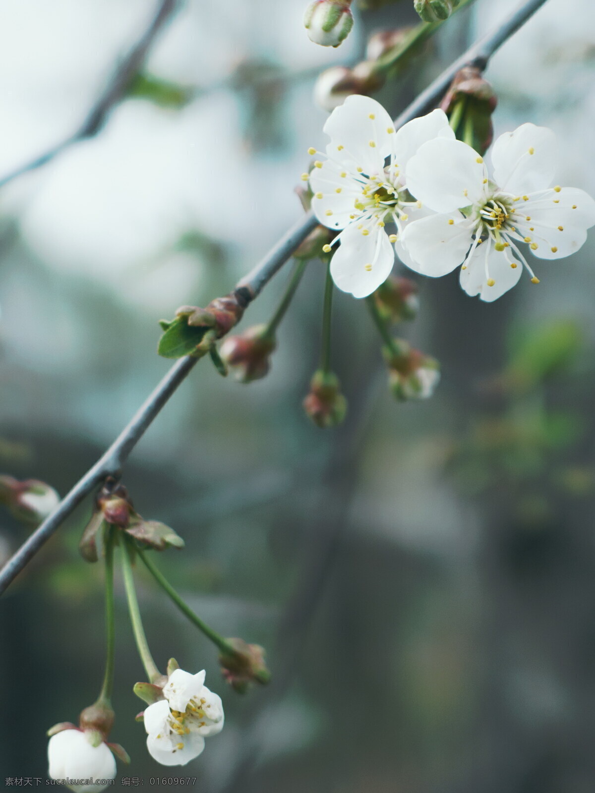 高清 白色 梨花 白花 白色花朵 花朵 鲜花