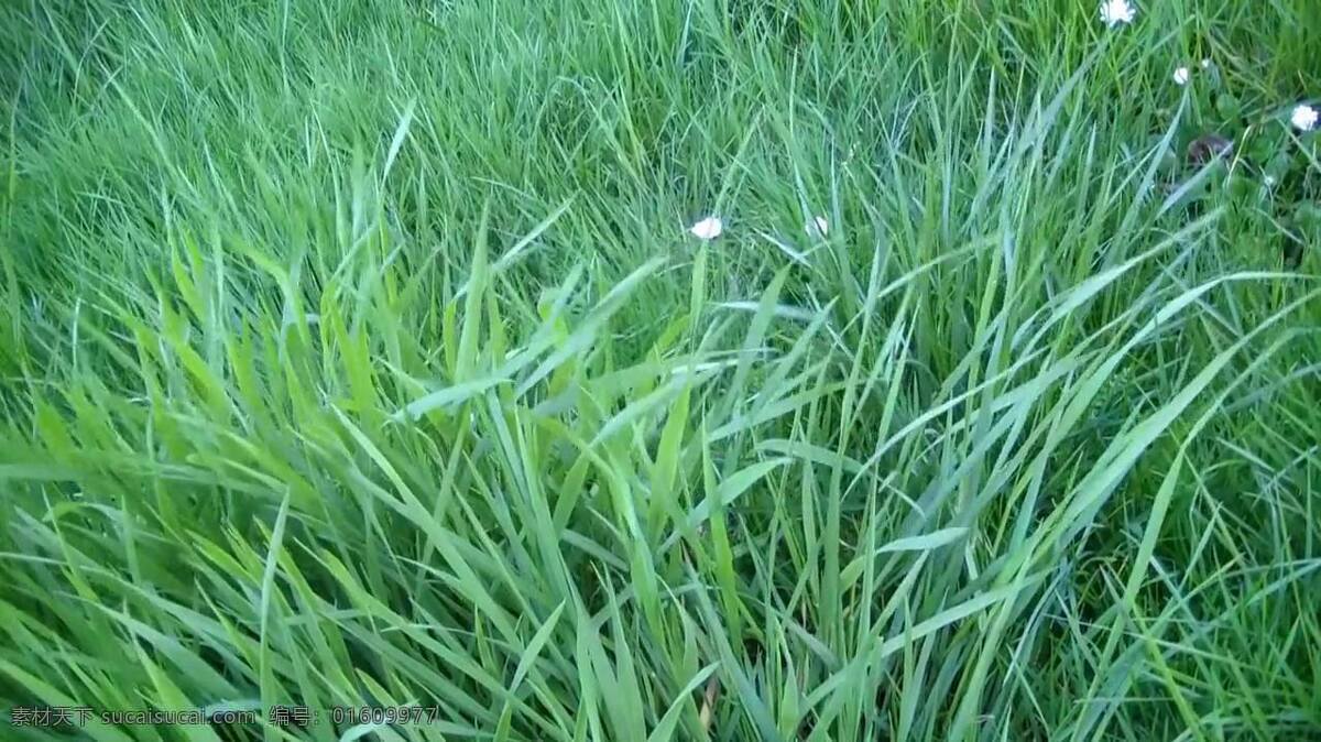 高高 草丛 视频 草 草地 高高的草丛 野草 荒草