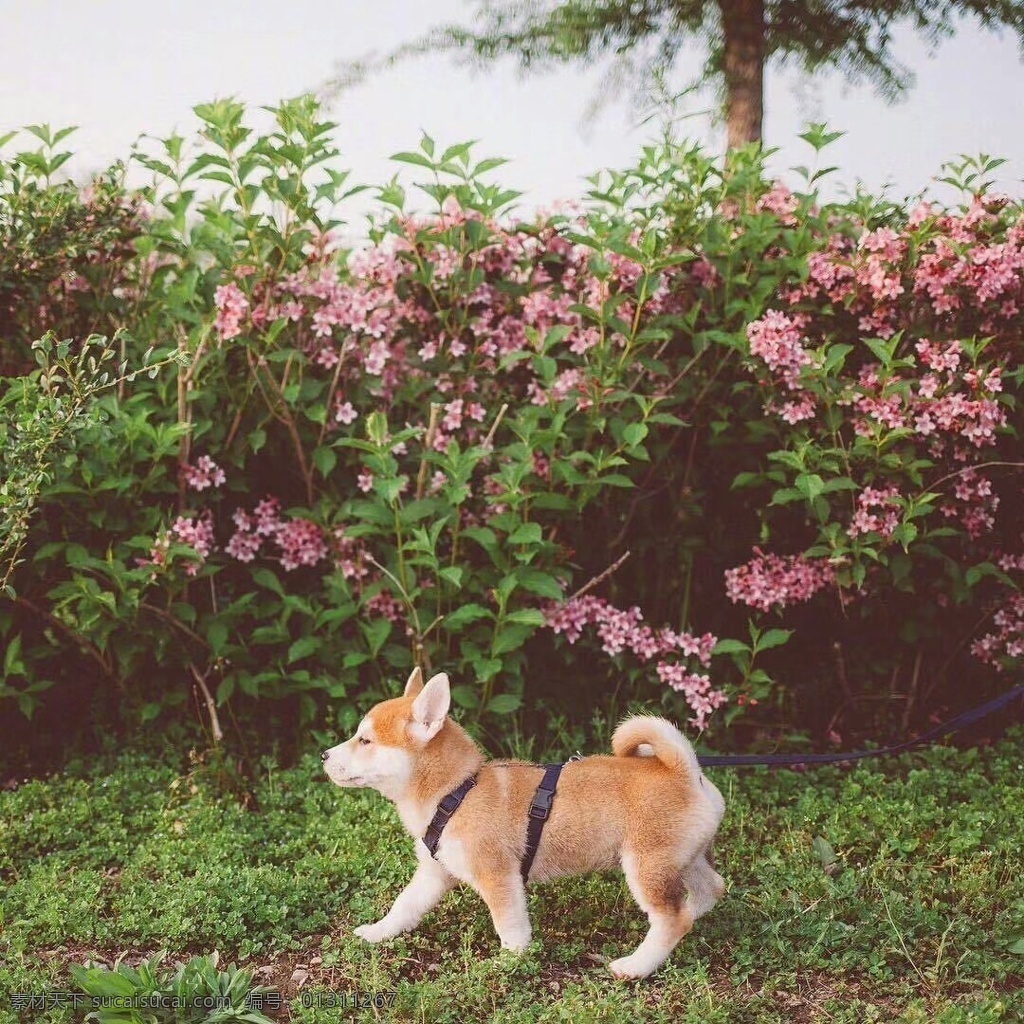 小狗 狗狗 猫狗 狗类 动物 生物世界 家禽家畜