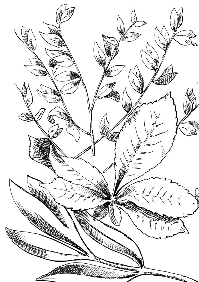 植物素描 植物 素描 黑白 古典 细腻 黑白图案 背景底纹 底纹边框