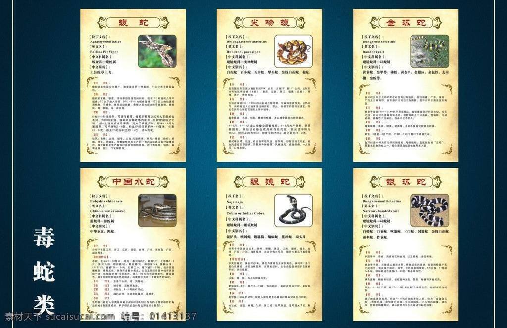 保护 分布 生物世界 野生动物 种 有毒 蛇 展板 矢量 模板下载 毒蛇 蝮蛇 尖吻蝮 眼镜蛇 金环蛇 银环蛇 水蛇 拉丁名称 英文名 科属 别名 习性 繁殖 食性 药用