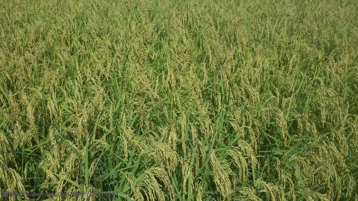 水稻 稻田 水田大米 粮食 农业 禾苗 稻谷 五常 植物 自然景观 田园风光