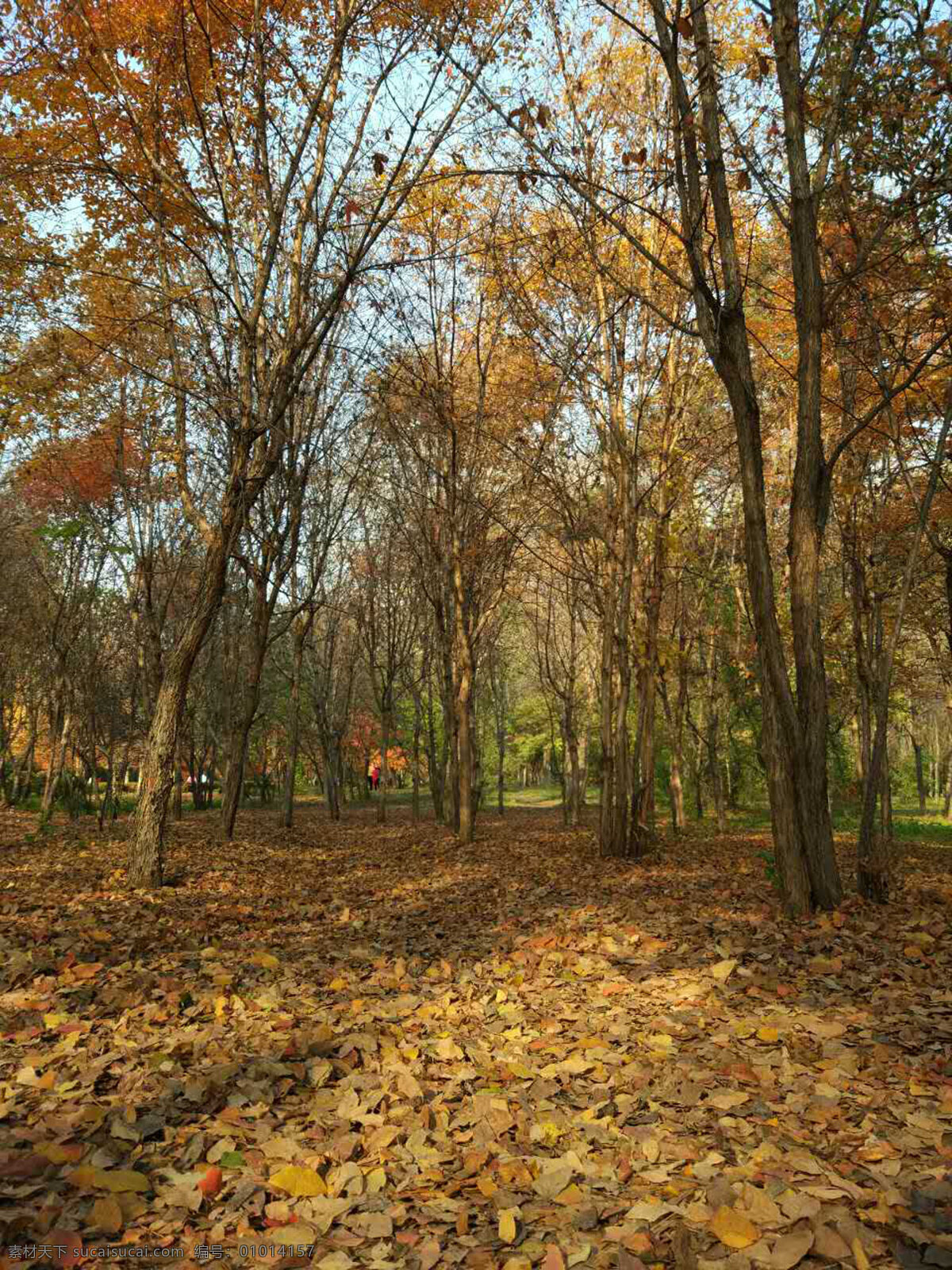 秋叶 落叶 林间小道 树叶路 树林 旅游摄影 自然风景