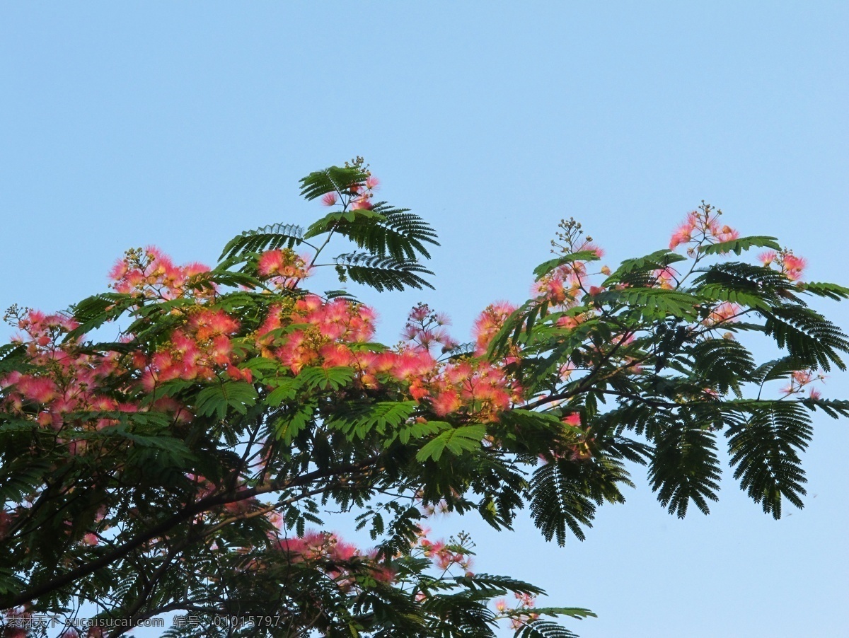 芙蓉树 芙蓉花 马缨花 绒花树 扁担树 豆科 合欢属 落叶乔木 伞形树冠 绿叶 伞房状花序 蓝天 树木 树木树叶 生物世界