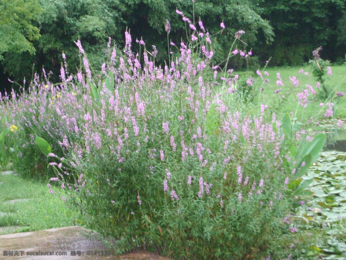 花卉图片 库 花草 花草背景 花草地 花草矢量图 花草树木 花草图片 花卉 花卉背景 花卉花朵 花卉花纹 花卉图片大全 花卉摄影 花卉图案 花卉盆景图片 风景 生活 旅游餐饮