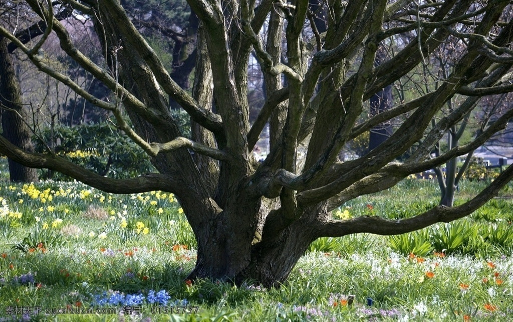 老树 多枝桠 草地 绿色草地背景 特写 春天 夏天 背景 桌面 植物类 树木 摄影图片 生物世界 花卉 植物 系列 花草