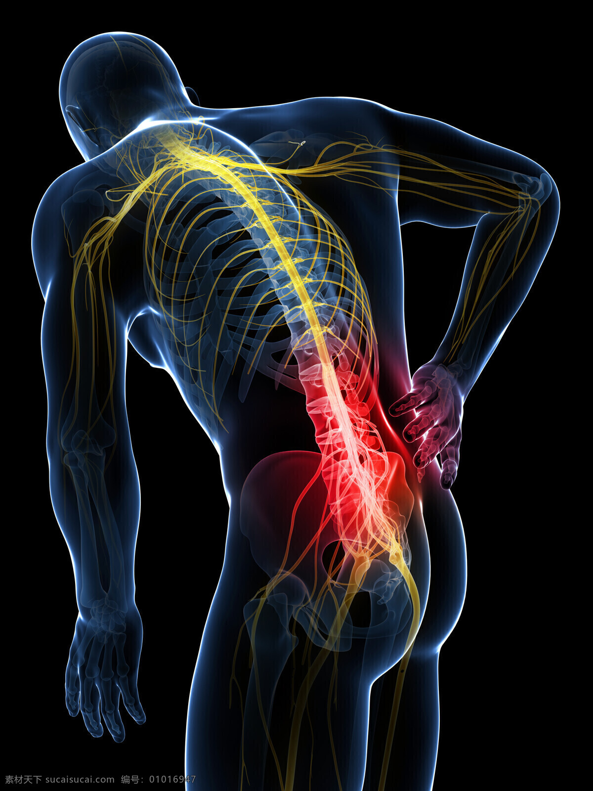 人体 腰椎 疼痛 腰疼 人体模型 人体结构 人体器官 医学 生物 人体器官图 人物图片
