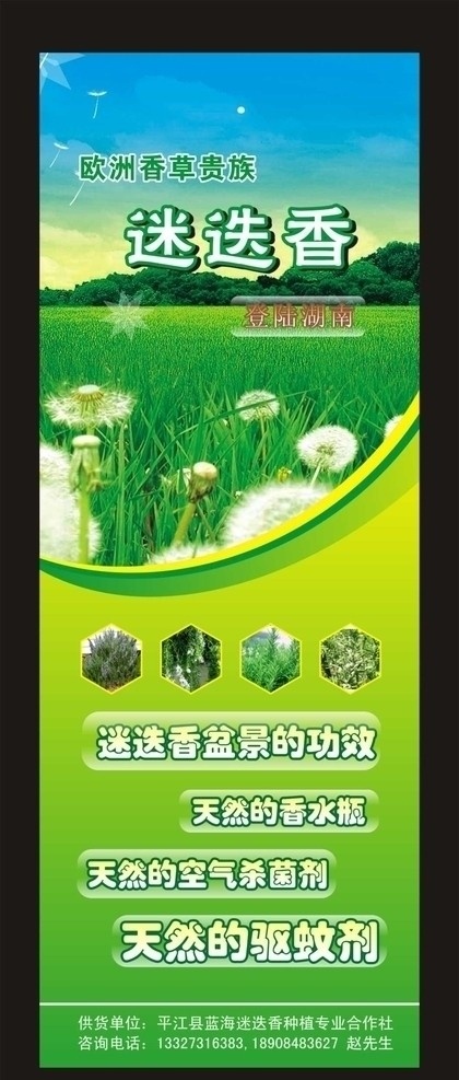 迷迭香 展架设计 绿色 矢量