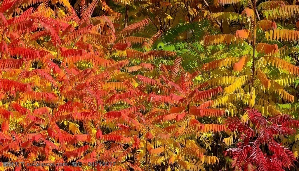 秋天 树 彩叶 红叶 火炬树 树枝 枝叶 自然 入秋 深秋 旅游摄影 自然风景