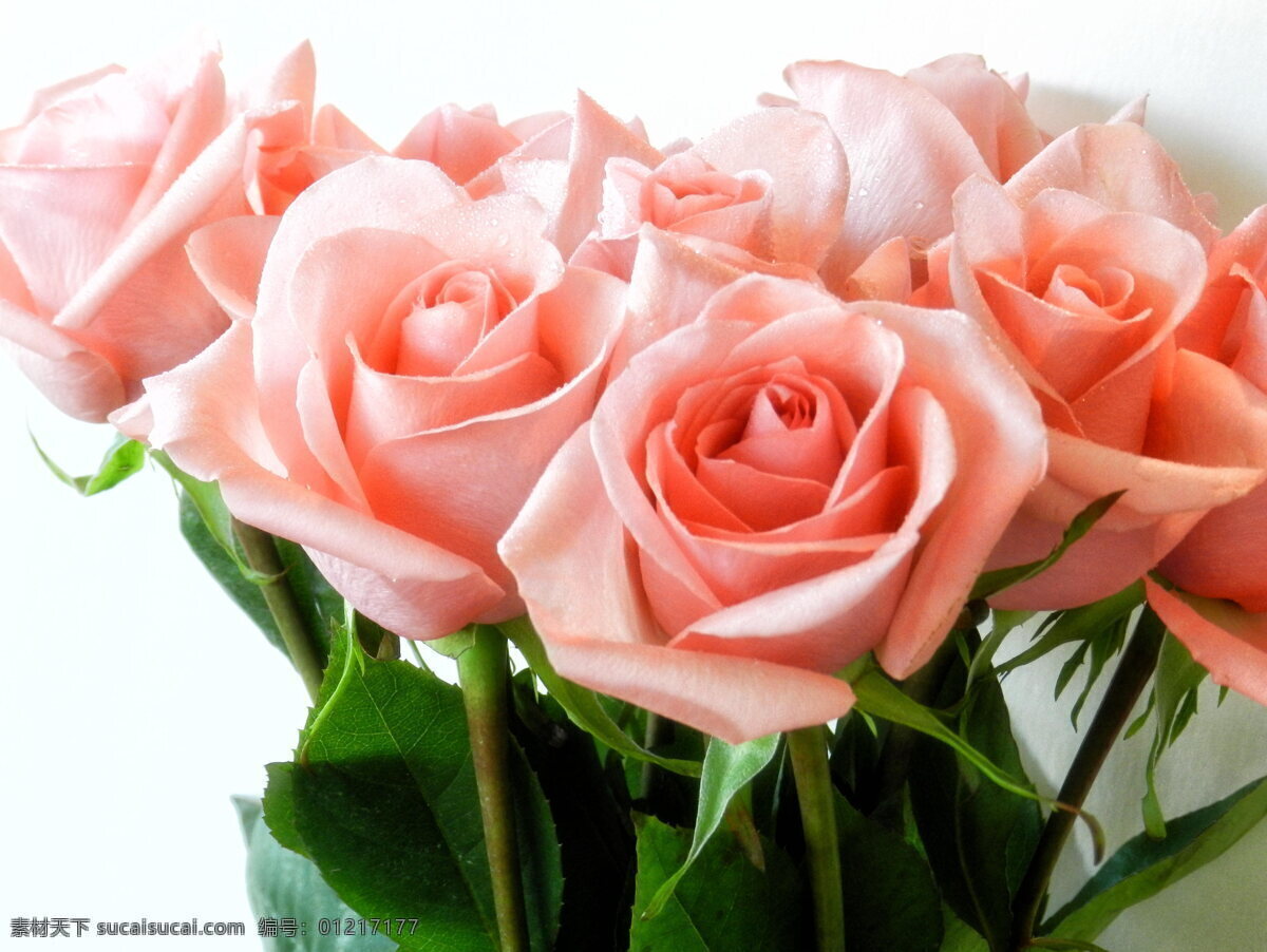 香槟玫瑰 粉嫩 玫瑰花 粉色花朵 鲜花 花束