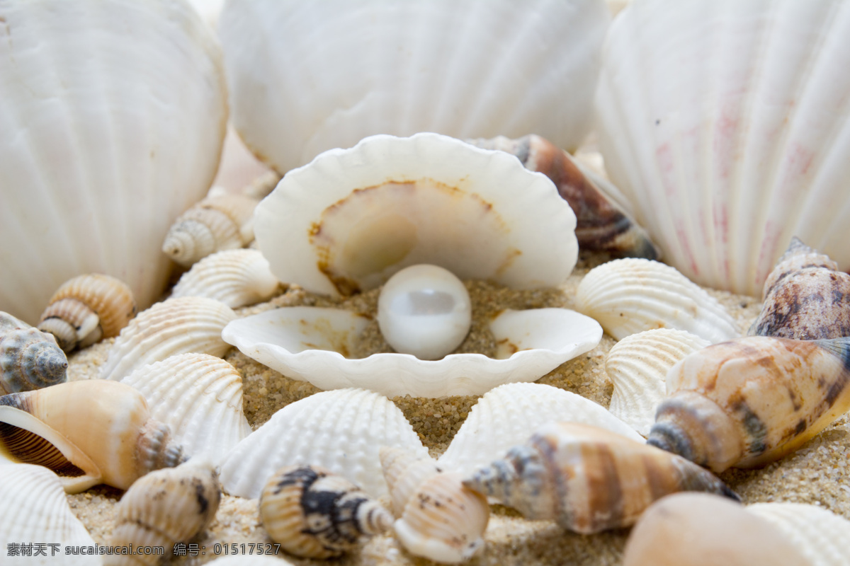 珍珠 贝壳 大海 沙滩 海洋生物 沙滩上的珍珠 珍珠贝壳海螺 上 里 彩色贝壳背景 海边海螺 海边 灰色