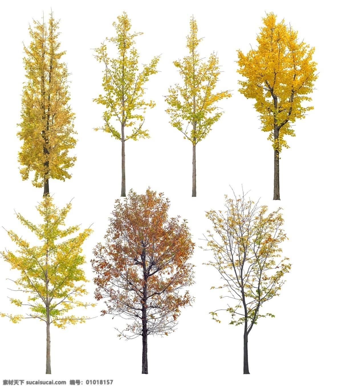 花树 树 树素材 植物 分层 高清植物 园林素材 源文件