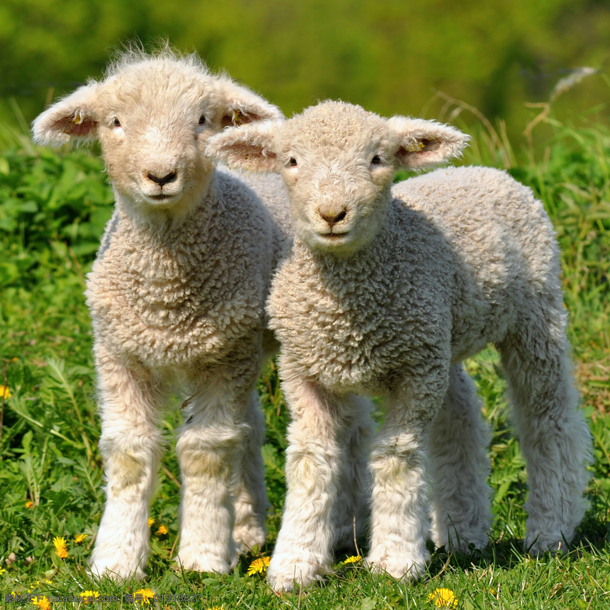 可爱 小 羊羔 可爱小羊羔 羊 小羊羔 动物世界 动物摄影 陆地动物 生物世界
