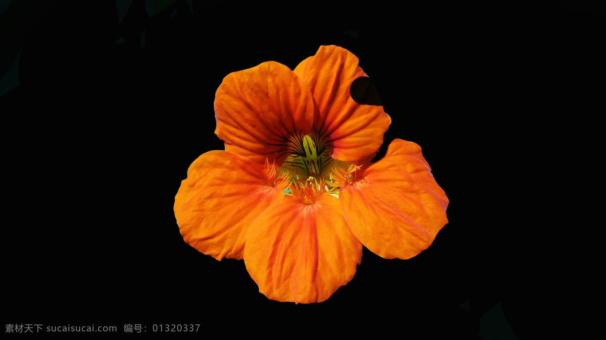 位图免费下载 服装图案 高清 花朵 位图 植物 写实花卉 面料图库 服装设计 图案花型