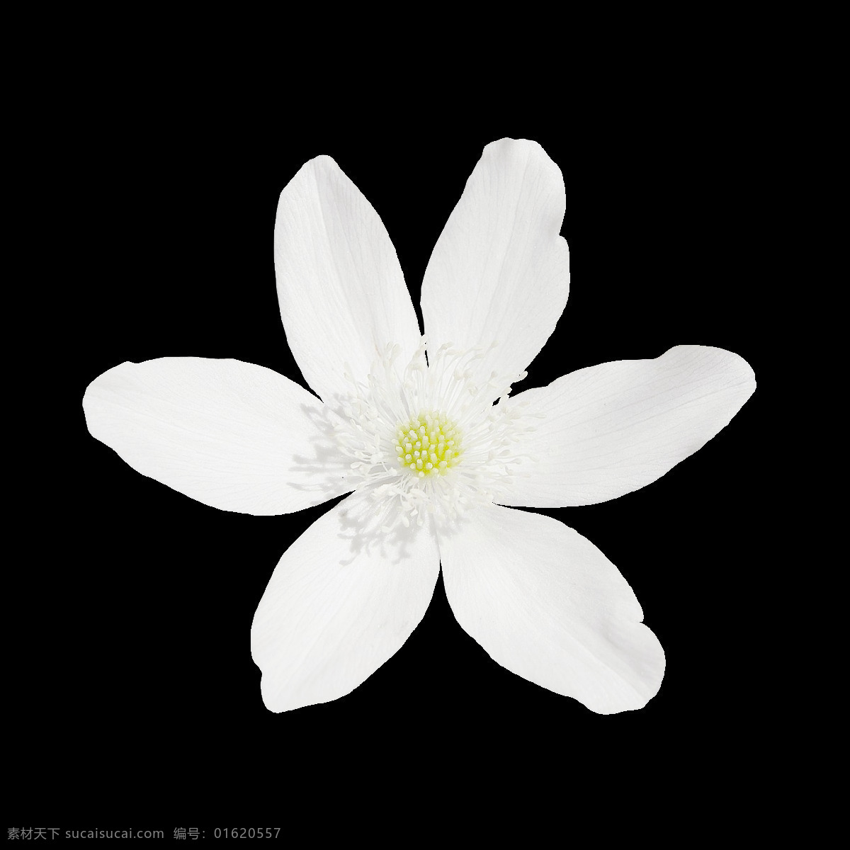 小 清新 白色 花朵 元素 png元素 白色花朵 纯洁 免抠元素 手绘 透明元素 小雏菊 小清新