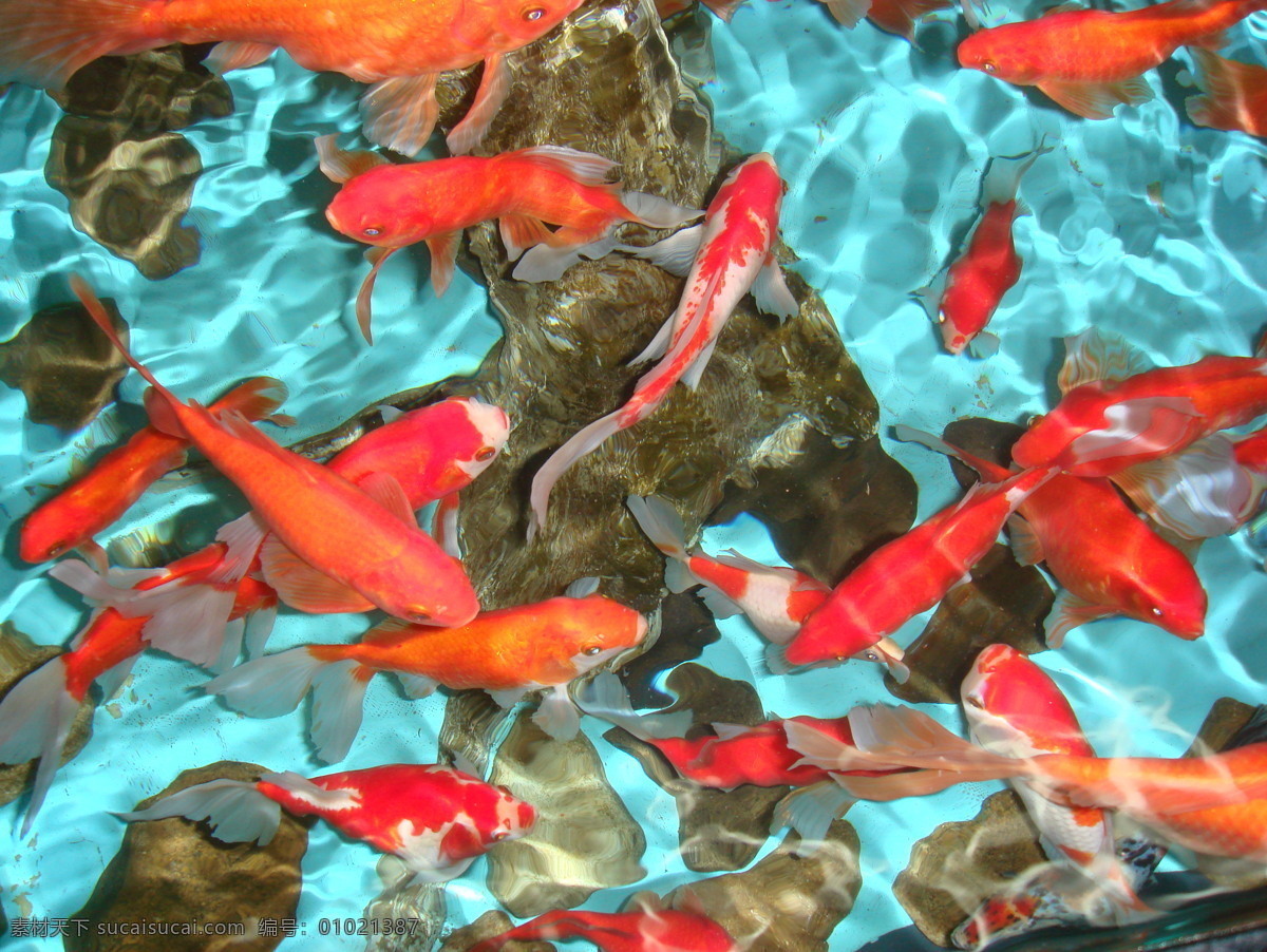 锦鲤 动物 鹅卵石 蓝色 生物世界 水底 水族 水族馆 红锦鱼 红鱼 红锦鲤 蓝色水底 鱼类