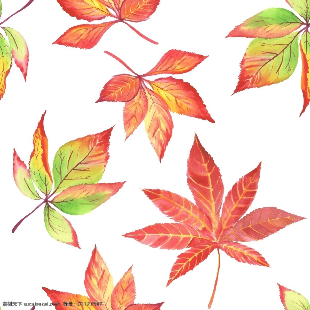 水彩 绘 唯美 枫叶 插画 卡通 水彩绘 植物