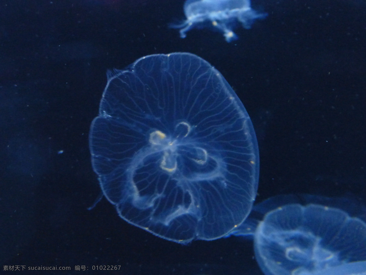 生物世界 海洋生物 水母 深海生物 海洋 生物 旅游 国外旅游 美国旅游 旧金山 水世界 海底水族馆