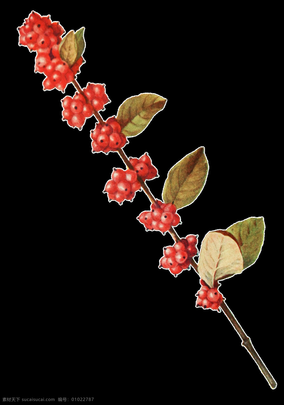 株 茂盛 野果 树枝 透明 装饰 果实 红色 免扣素材 树叶 透明素材 植物 装饰图片