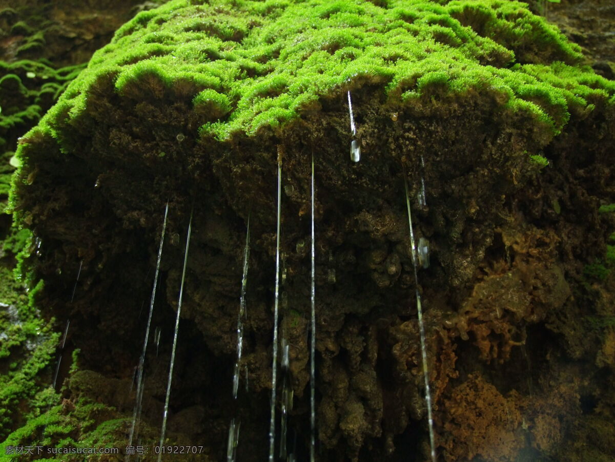 水柱 滴水 青苔 风景 会泽 雨露 大地 缝 国内旅游 旅游摄影