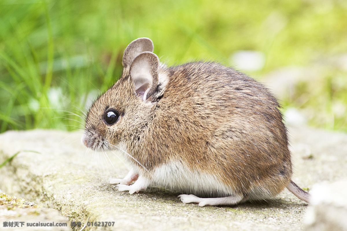 muroidea 老鼠 耗子 臭鼠 田鼠 家鼠 米耗子 坎精 老虫 mouse rat 小老鼠