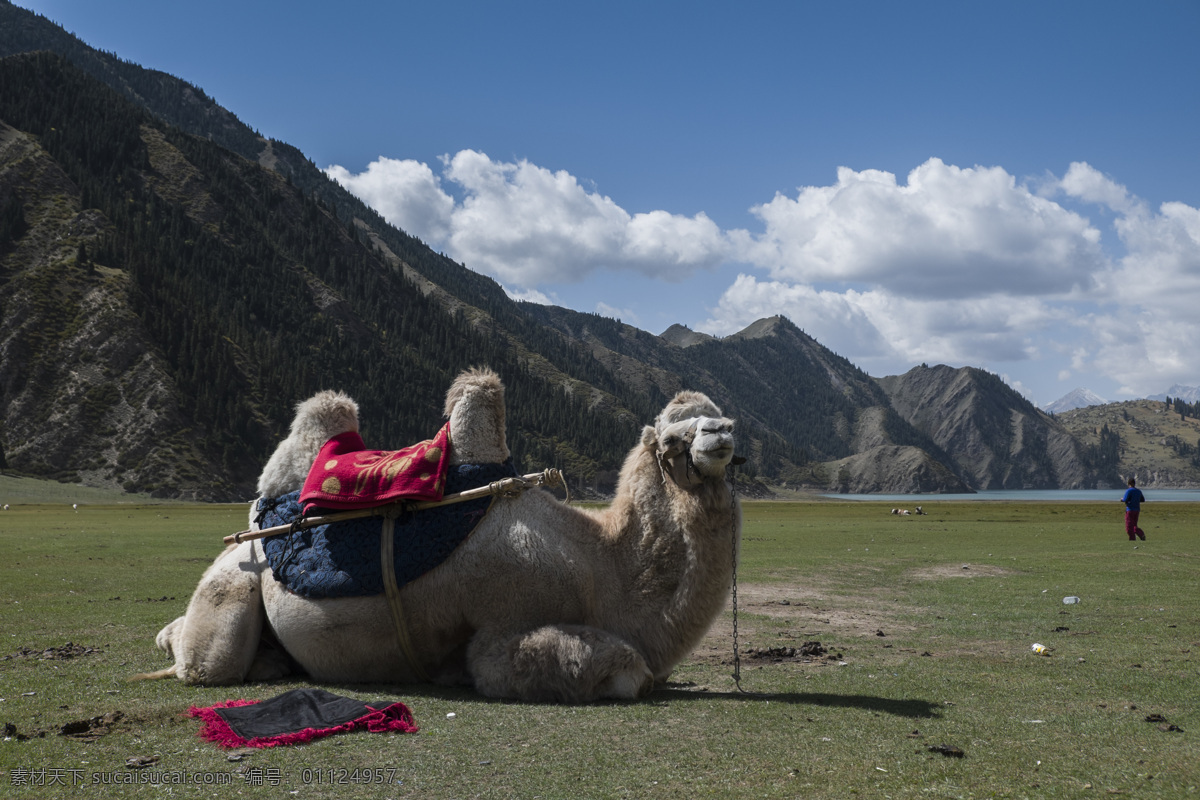 草原骆驼 新疆骆驼 趴着的骆驼 双峰驼 生物世界 野生动物